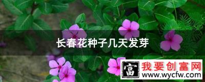 长春花种子几天发芽