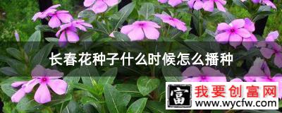 长春花种子什么时候怎么播种