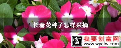 长春花种子怎样采摘