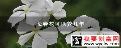 长春花可以养几年