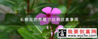 长春花的养殖方法和注意事项