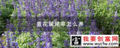 蓝花鼠尾草怎么养