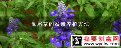 鼠尾草的盆栽养护方法