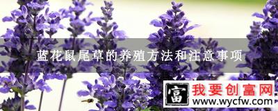 蓝花鼠尾草的养殖方法和注意事项