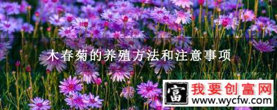 木春菊的养殖方法和注意事项