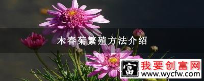 木春菊繁殖方法介绍