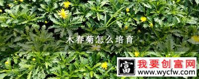 木春菊怎么培育