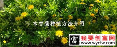 木春菊种植方法介绍