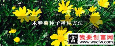 木春菊种子播种方法