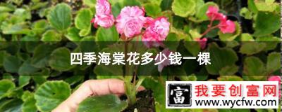 四季海棠花多少钱一棵