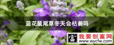 蓝花鼠尾草冬天会枯萎吗