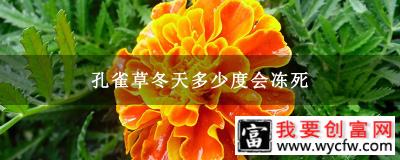 孔雀草冬天多少度会冻死