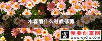 木春菊什么时候修剪