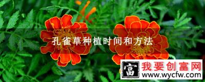 孔雀草种植时间和方法