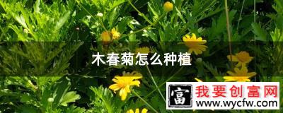 木春菊怎么种植