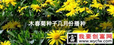 木春菊种子几月份播种