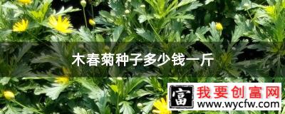 木春菊种子怎么种