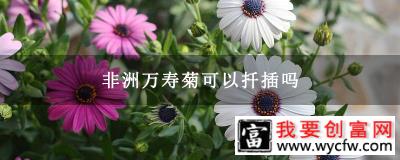 非洲万寿菊可以扦插吗