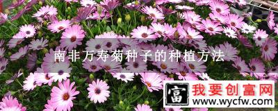 南非万寿菊种子的种植方法