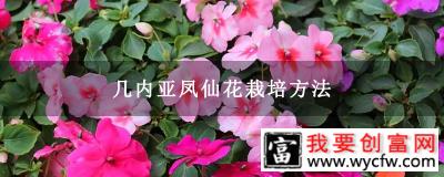 几内亚凤仙花栽培方法