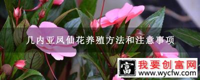 几内亚凤仙花养殖方法和注意事项