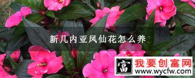 新几内亚凤仙花怎么养