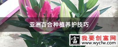 亚洲百合种植养护技巧