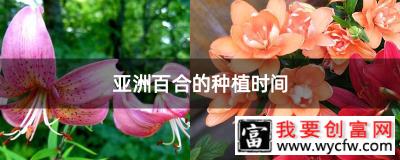 亚洲百合的种植时间