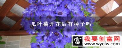 瓜叶菊开花后有种子吗