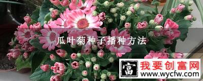 瓜叶菊种子播种方法