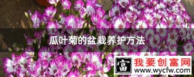 瓜叶菊的盆栽养护方法