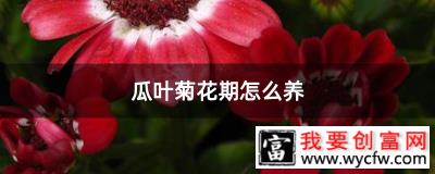 瓜叶菊花期怎么养