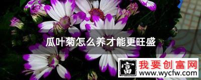 瓜叶菊怎么养才能更旺盛