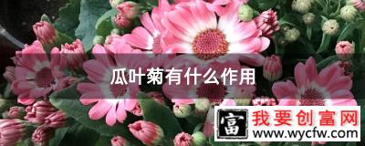 瓜叶菊有什么作用