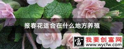 报春花适合在什么地方养殖