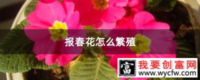 报春花怎么繁殖