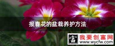 报春花的盆栽养护方法