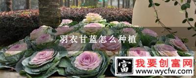 羽衣甘蓝怎么种植