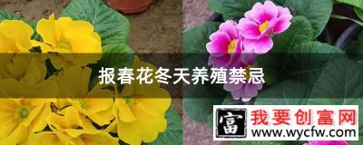 报春花冬天养殖禁忌