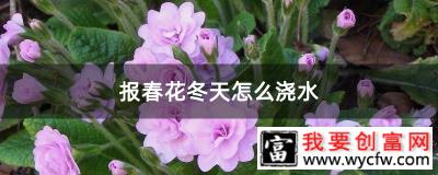 报春花冬天怎么浇水