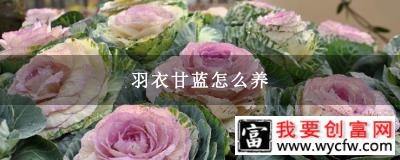 羽衣甘蓝怎么养