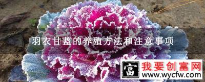 羽衣甘蓝的养殖方法和注意事项