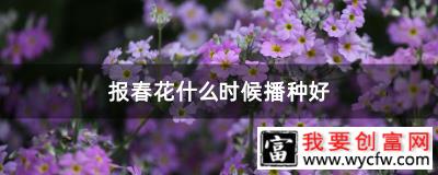 报春花什么时候播种好