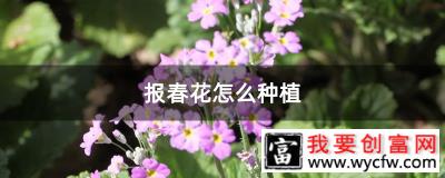 报春花怎么种植