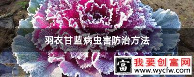 羽衣甘蓝病虫害防治方法