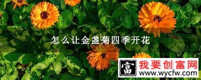 怎么让金盏菊四季开花