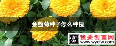 金盏菊种子怎么种植