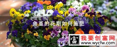 角堇的花期如何施肥