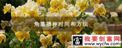 角堇播种时间和方法