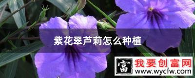 紫花翠芦莉怎么种植